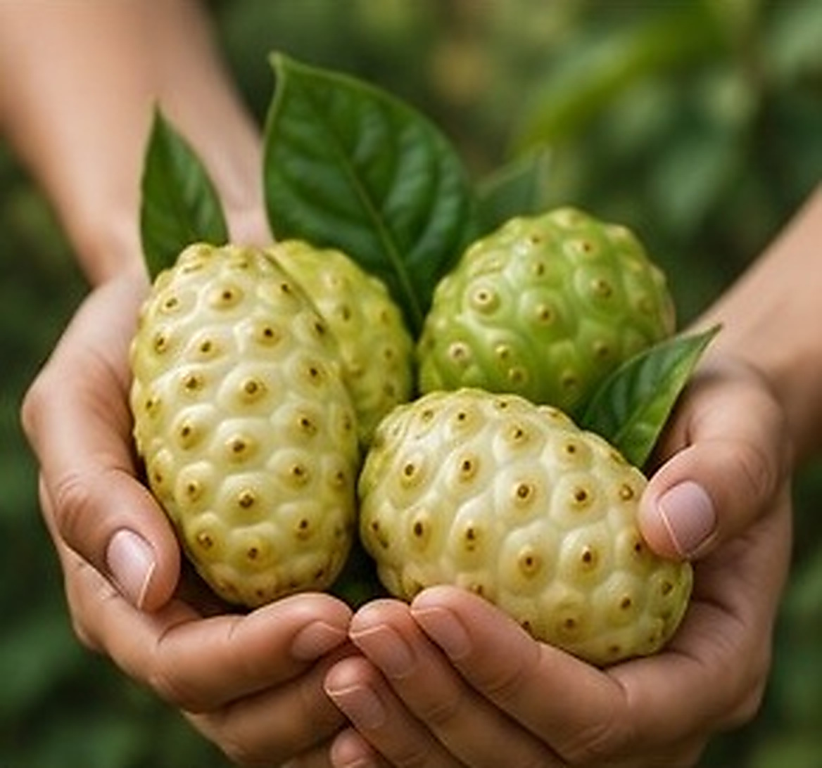 Hands holding fresh noni fruit